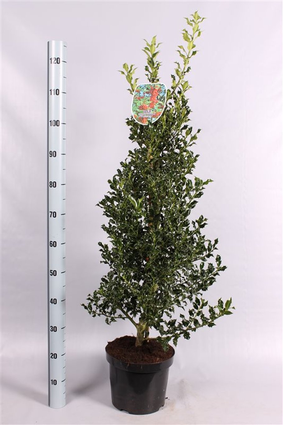 Ilex aq. 'Alaska' - C7.5 60-80 CM